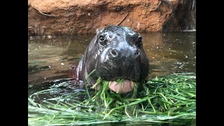 【神戸どうぶつ王国】コビトカバのコウメちゃんグラフィティー 2022