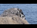 納沙布岬から見る北方領土 歯舞群島・貝殻島灯台・国後島羅臼岳 と知床連山