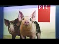 NAMPO 2022 — PIC provides world class pig genetics