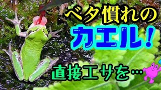 カエルがエサをバクつく姿が可愛すぎる件【アクアテラリウム水槽】