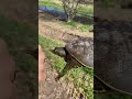 Softshell turtle BITES HAND!