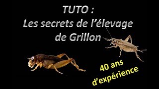 EXCEPTIONNEL !!! les secrets de l'élevage de grillons..... 40 ans d’expérience..