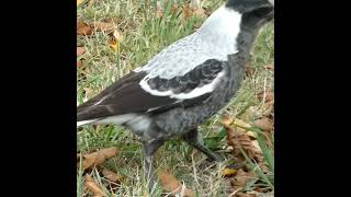 Don't walk like this (Slow Motion stumble)...Young Australian Magpie