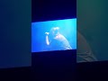 Post Malone at Hollywood Bowl 2018