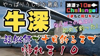 【牛深ルアーで10目釣り！】アジングやライトショアジギング、エギングなど牛深で漁港巡りルアー釣り。ジグ単ワーム・ジグサビキなど色々な擬似餌で10魚種狙ったら、初めての魚たちにも出会えた！