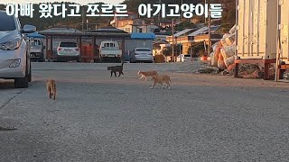 너희들이 살아가는 세상#길냥이의 삶