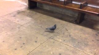 [IND 8 Av Line] Pigeon of 190 Street