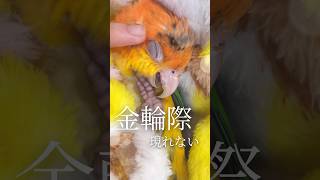 インコだってアイドル 生後4ヶ月天使のようなインコ 【シロハラインコ】#shorts