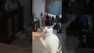 아기 고양이의 츄르를 향한 강한 집념 (feat. 껍질은 왜...) #고양이 #아기고양이 #고양이쇼츠 #고양이츄르