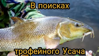 Рыбалка на донки с ночевкой на горной реке, в поисках усача!