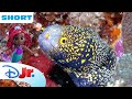 Disney Animals - Eels | Under the Sea with Ariel | @disneyjunior