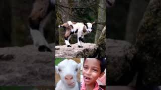 Viral Baby Goat 🐑🐏🐑 Funny #shorts