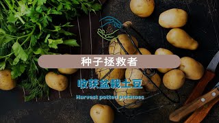 发芽不能食用的土豆不要丢，种花盆里，2个月后收获一堆可爱的小土豆。发