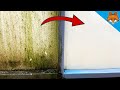 Remove Green Algae from ALL Surfaces 💥 (WITHOUT scrubbing) 🤯