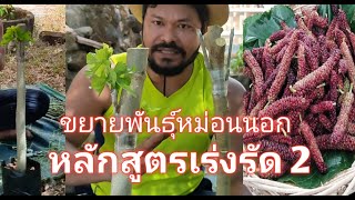 การทำหม่อนต้นโต ตอใหญ่ทรงสูง หลักสูตรเร่งรัด2 ใช้ตอใหญ่ยาวเสียบแล้วนำไปชำ โตไวให้ผลเร็ว#มัลเบอรรี่