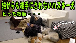 誰からも相手にされないハスキー犬がとった行動が・・・