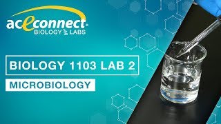 Biology 1103 Lab 2 || Microbiology
