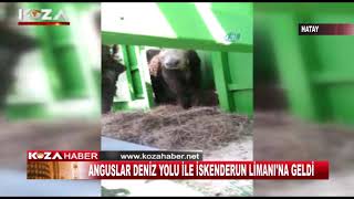 ANGUSLAR İSKENDERUN LİMANINA GELDİ