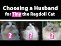 Choosing a husband for my Ragdoll Cat