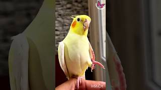 Cute Birb Online 🟢 #cockatiel #parrot #funny #rio #bird