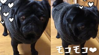 最強寒波のためモコモコの服を着る黒パグ!!A black pug wearing Mokomoko's clothes because of the strongest cold wave !!