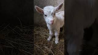 Baby goat \