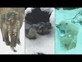 Watch | Animals frolic in snow in Oregon Zoo