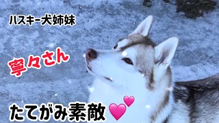 寧々さん、チャームポイント強調してみた #ハスキー犬 #いぬ #かわいい #大型犬 #癒し #husky #shorts #TikTok