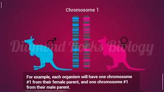 Chromosomes | karyotype | animation vedio