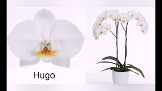 Назви сортів білих орхідей фаленопсисів White phalaenopsis