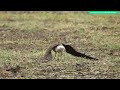 distraction displays of oriental pratincole bird behaviors broken wing display