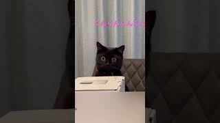 ご飯の匂いにつられてダイニングに偵察にきた黒猫　/ Black cat is looking for food