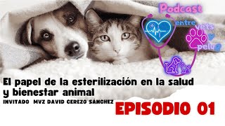 El papel de la esterilización en la salud y bienestar animal