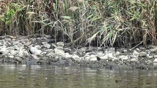 東京港野鳥公園「カワセミが枝から飛んだ」