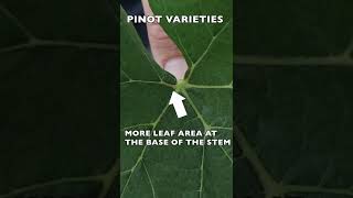 Difference in Leaf between Chardonnay and Pinot