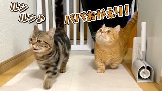 いつもより早く帰ってきたパパを大喜びでお出迎えする猫たちが可愛すぎる！