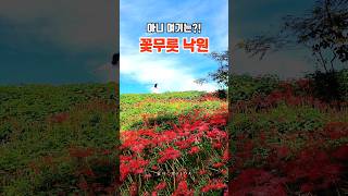 꽃무릇이 아름다운 여행지 | 우리나라 3대 꽃무릇 명소 | 가을여행지,9월 여행지,9월 가볼만한곳,모악산 꽃무릇 축제,용천사,국내여행지 추천 #국내여행