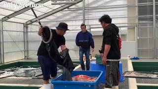 #ThangNgo Mua cá koi tại Marusei Koi Farm. Day 1 - 29/10/2019