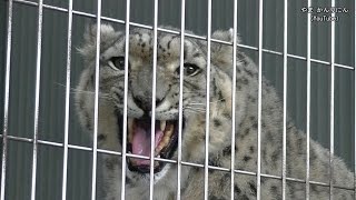 ヒョウの鳴き声 part2（メスのユキヒョウ）/ 東山動物園