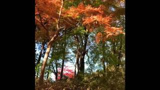 秋の飯能！天覧山～多峯主山まで散歩！