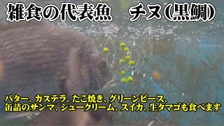 Saltwater fish black sea bream rare predation video