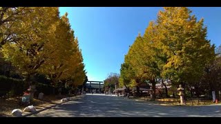 靖国神社の銀杏と紅葉