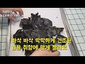 연예인이 먹는 김부각 초간단 만들기 ricer chips gim bugak