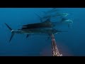 BREAKING RECORDS! || SAILFISH and WAHOO!! || SOLO BLUEWATER HUNTING! SPEARFISHING PHILIPPINES!!