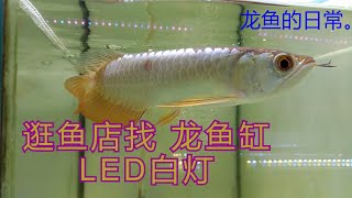 龙鱼的日常。逛鱼店找 龙鱼缸LED白灯