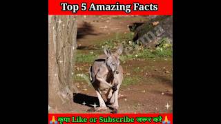 top 5 amazing facts|facts in hindi| #shorts #viral #youtubeshorts @MRINDIANHACKER