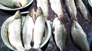 Amazing Fish Market In Bangladesh | Fish Fair, Habiganj | VillageExclusive