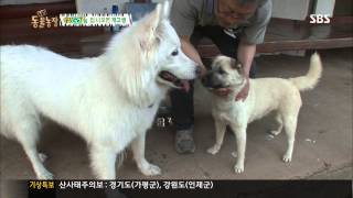 [TV동물농장] 20130717 #2(10)