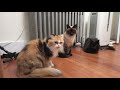 【しゃべる猫】ごはんが嬉しすぎて立ち上がってしまった猫【しおちゃん】