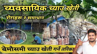 व्यवसायिक च्याउ खेती गर्ने तरिका | Bemausami Chyau Kheti Garne Tarika | Commercial Mushroom Farming🍄